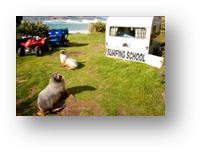Description: Catlins - Porpoise Bay seals and surf school.jpg